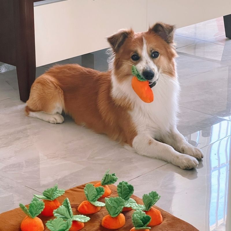 Snuffelwortel - De leukste manier om verveling tegen te gaan en je hond mentaal uit te dagen!