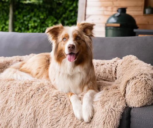 PawGuard Luxe Lounge - Luxe deken jouw bank of bed schoon en haarvrij houdt!
